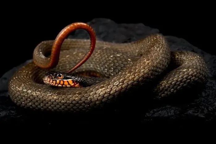 Framed Print : Redbelly water snake (Nerodia erythrogaster) Framed Print : Redbelly water snake (Nerodia erythrogaster)