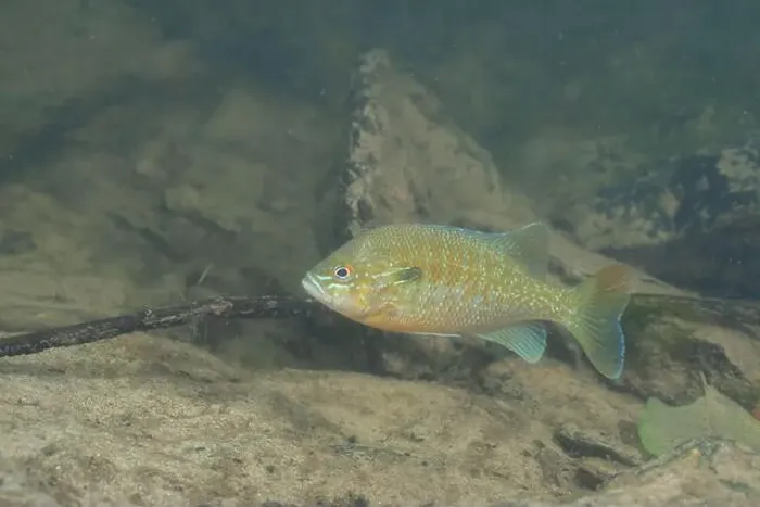 Framed Print : Redbreast sunfish in a sandy river Framed Print : Redbreast sunfish in a sandy river