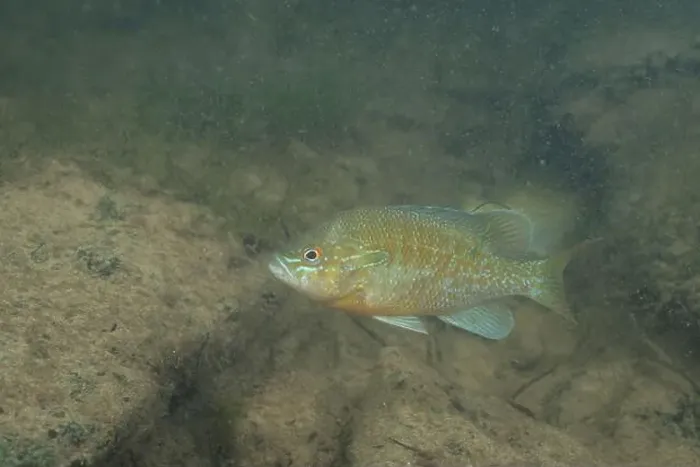 Framed Print : Redbreast sunfish in a sandy river Framed Print : Redbreast sunfish in a sandy river
