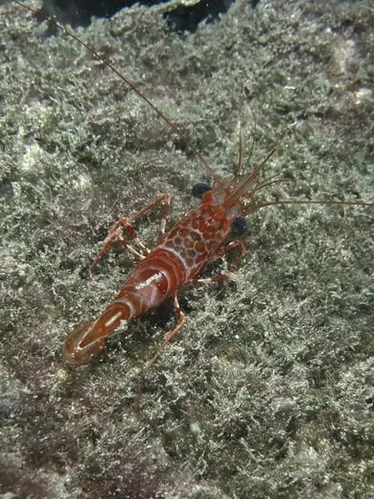 Framed Print : A reddish-brown dancing shrimp (Cinetorhynchus rigens) on a sandy substrate in the sea Framed Print : A reddish-brown dancing shrimp (Cinetorhynchus rigens) on a sandy substrate in the sea