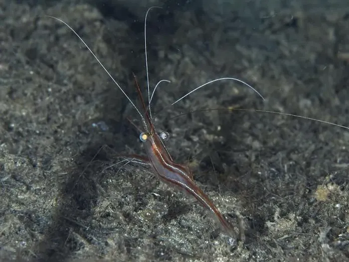 Framed Print : A reddish-brown shrimp with long antennae Framed Print : A reddish-brown shrimp with long antennae