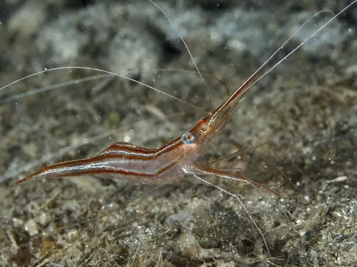 Framed Print : A reddish-brown shrimp with long antennae Framed Print : A reddish-brown shrimp with long antennae