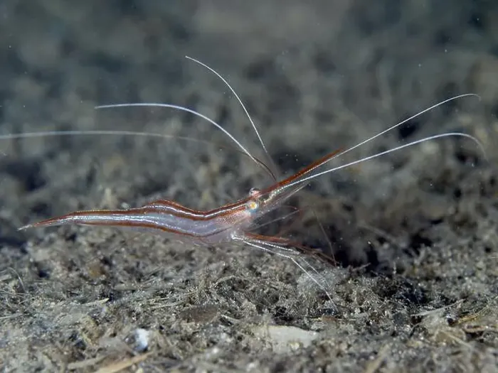 Framed Print : A reddish-brown shrimp with long antennae Framed Print : A reddish-brown shrimp with long antennae