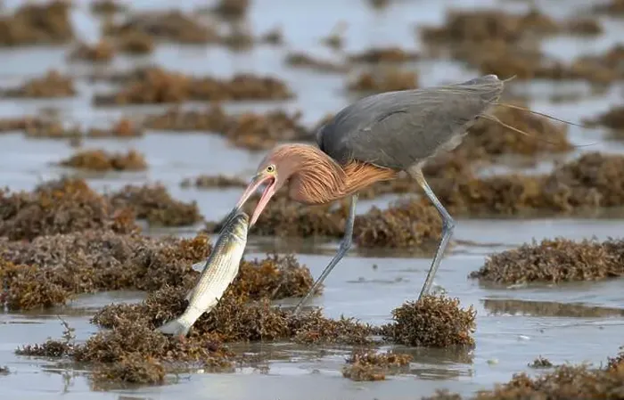 Framed Print : Reddish egret (Egretta rufescens) with caught fish at the ocean beach among piles of Sargassum seaweeds Framed Print : Reddish egret (Egretta rufescens) with caught fish at the ocean beach among piles of Sargassum seaweeds