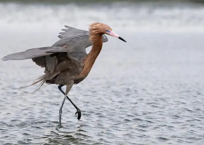 Framed Print : The reddish egret (Egretta rufescens) fishing at wingy weather, Galveston, Texas, USA Framed Print : The reddish egret (Egretta rufescens) fishing at wingy weather, Galveston, Texas, USA