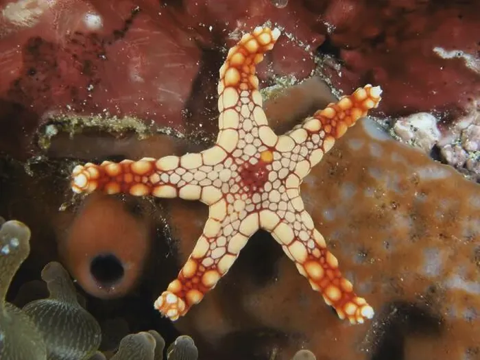 Framed Print : Reddish starfish with contrasting pattern Framed Print : Reddish starfish with contrasting pattern