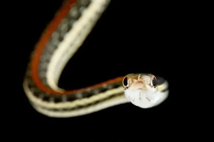 Framed Print : Redstripe Ribbon Snake (Thamnophis proximus rubrilineatus) Framed Print : Redstripe Ribbon Snake (Thamnophis proximus rubrilineatus)