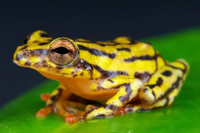 Framed Print : Reed frog / Hyperolius sp Framed Print : Reed frog / Hyperolius sp