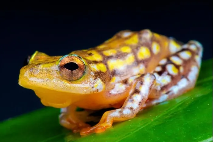 Framed Print : Reed frog (Hyperolius substraitus) Framed Print : Reed frog (Hyperolius substraitus)