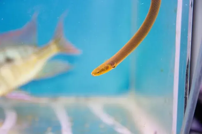Framed Print : The reedfish, ropefish, or snakefish - (Erpetoichthys calabaricus), photographing in freshwater aquarium tank Framed Print : The reedfish, ropefish, or snakefish - (Erpetoichthys calabaricus), photographing in freshwater aquarium tank