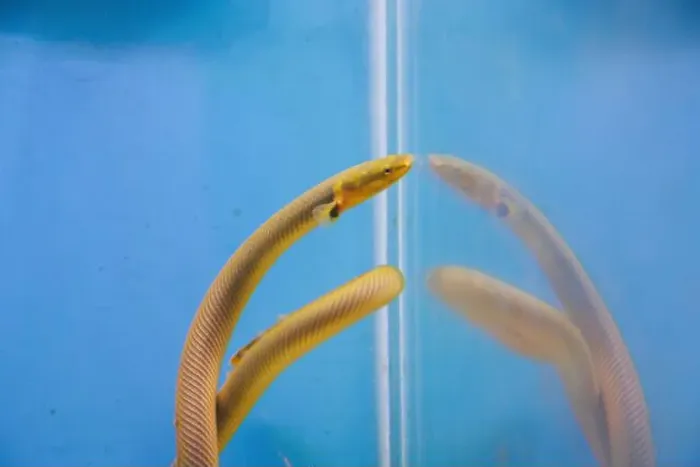 Framed Print : The reedfish, ropefish, or snakefish - (Erpetoichthys calabaricus), photographing in freshwater aquarium tank Framed Print : The reedfish, ropefish, or snakefish - (Erpetoichthys calabaricus), photographing in freshwater aquarium tank