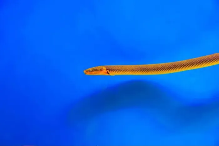 Framed Print : The reedfish, ropefish, or snakefish - (Erpetoichthys calabaricus), photographing in freshwater aquarium tank Framed Print : The reedfish, ropefish, or snakefish - (Erpetoichthys calabaricus), photographing in freshwater aquarium tank