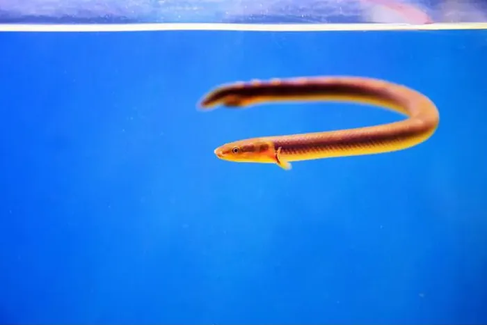 Framed Print : The reedfish, ropefish, or snakefish - (Erpetoichthys calabaricus), photographing in freshwater aquarium tank Framed Print : The reedfish, ropefish, or snakefish - (Erpetoichthys calabaricus), photographing in freshwater aquarium tank