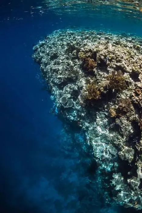Framed Print : Reef with corals underwater in transparent blue ocean Framed Print : Reef with corals underwater in transparent blue ocean