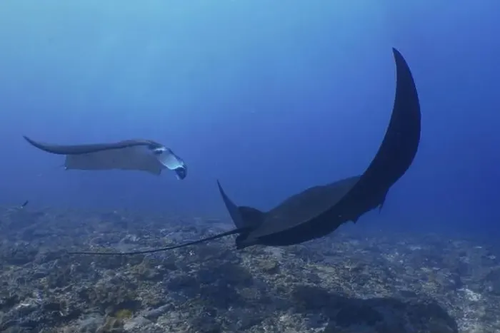 Framed Print : Two reef manta rays (Mobula alfredi) Framed Print : Two reef manta rays (Mobula alfredi)