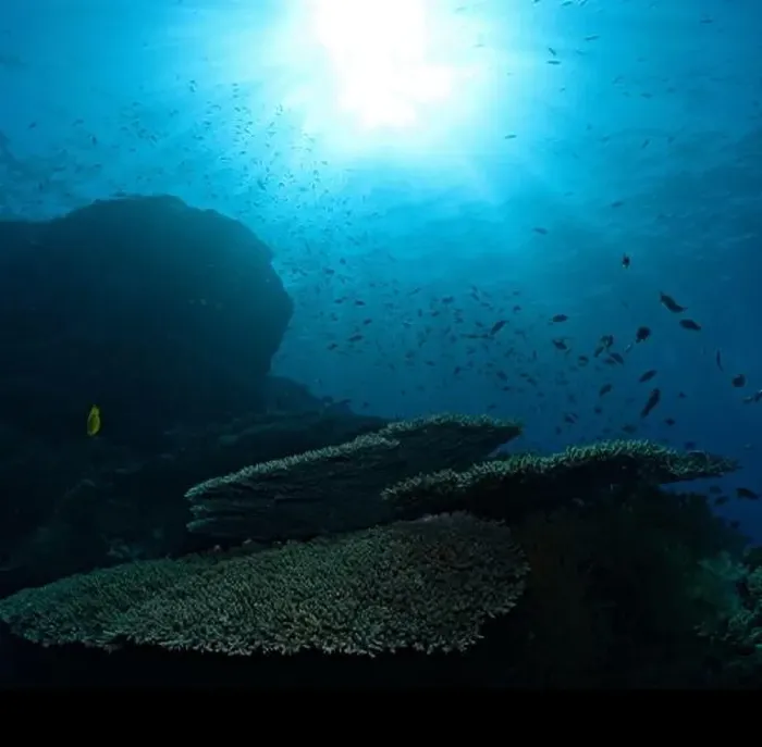 Framed Print : Reef view with table corals and sun ball Framed Print : Reef view with table corals and sun ball