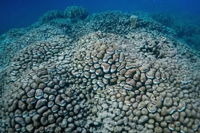Framed Print : Reefs bleaching and dying, sea warming in Red Sea near Marsa Alam, Egypt Framed Print : Reefs bleaching and dying, sea warming in Red Sea near Marsa Alam, Egypt