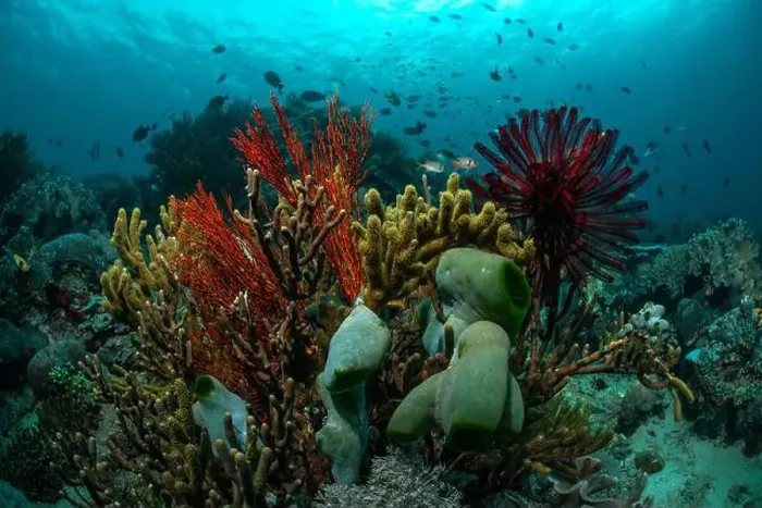Framed Print : Reefscape - Bangka Island Framed Print : Reefscape - Bangka Island