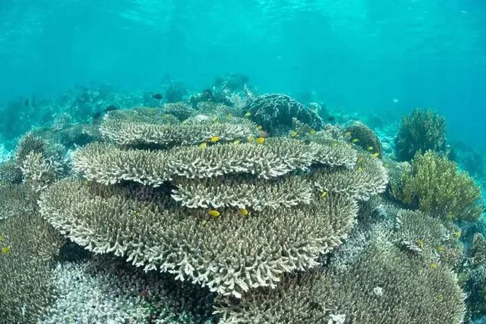 Framed Print : Reefscape - Bangka Island Framed Print : Reefscape - Bangka Island