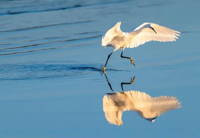 Framed Print : Reflection of an egret trying to catch fish in the water. White Heron reflecting the sun with its white wings Framed Print : Reflection of an egret trying to catch fish in the water. White Heron reflecting the sun with its white wings