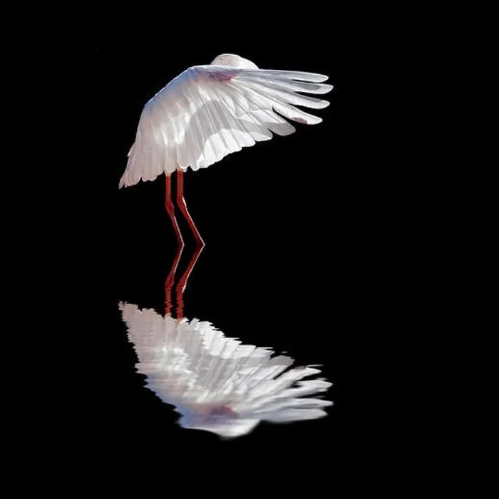 Framed Print : Reflection of a white bird in water with black background Framed Print : Reflection of a white bird in water with black background