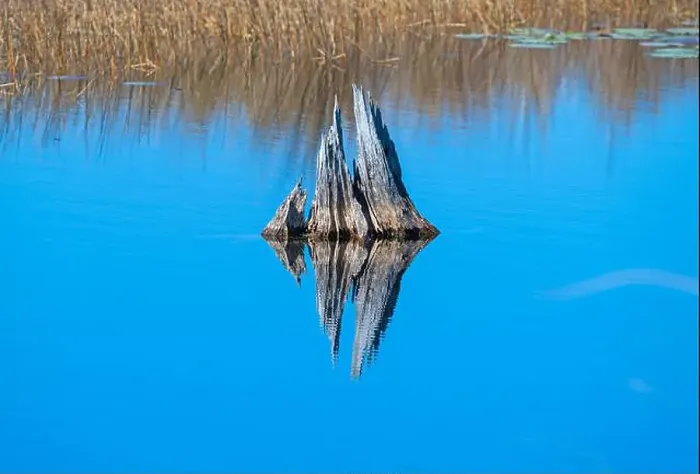 Framed Print : Reflections of an Old Tree Trunk in Calm Waters in the St Marks National Wildlife Refuge in Florida Framed Print : Reflections of an Old Tree Trunk in Calm Waters in the St Marks National Wildlife Refuge in Florida