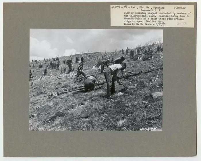 Framed Print : Reforestation: Planting - Colorado Framed Print : Reforestation: Planting - Colorado