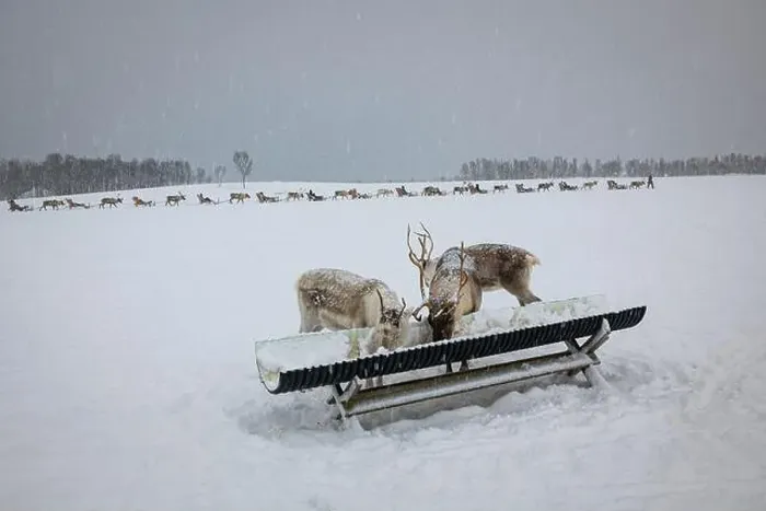 Framed Print : Reindeer eating from a trough in a winter landscape on a Saami farm above the artcic circle near Tromso, Norway Framed Print : Reindeer eating from a trough in a winter landscape on a Saami farm above the artcic circle near Tromso, Norway