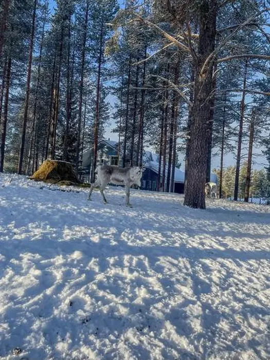 Framed Print : A reindeer in Finnish Lapland in Levi Framed Print : A reindeer in Finnish Lapland in Levi