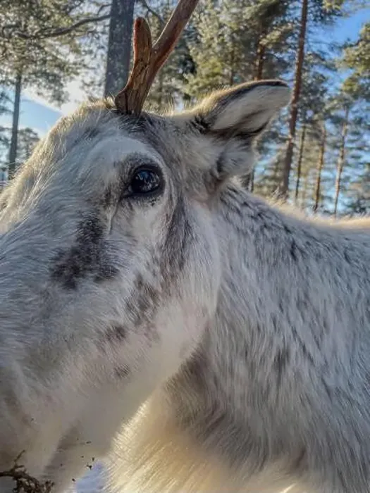 Framed Print : A reindeer in Finnish Lapland in Levi