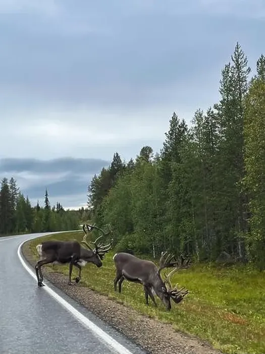 Framed Print : reindeer on a Finnish road, Lapland Framed Print : reindeer on a Finnish road, Lapland