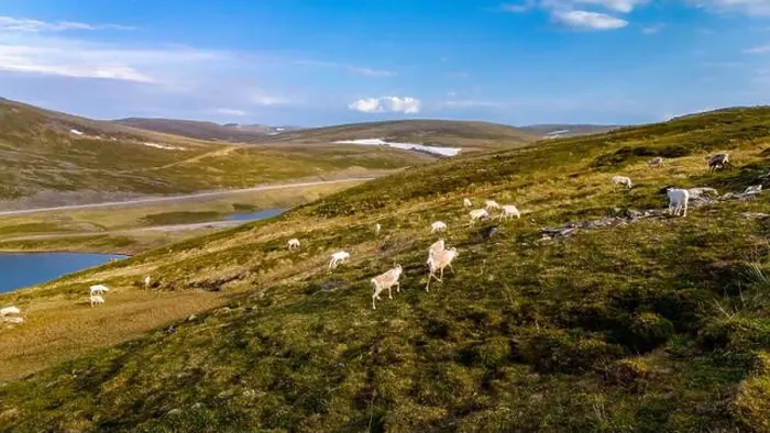 Framed Print : Reindeer Grazing in Norway's Scenic Highlands, North Cape or Nordkapp, Norway Framed Print : Reindeer Grazing in Norway's Scenic Highlands, North Cape or Nordkapp, Norway