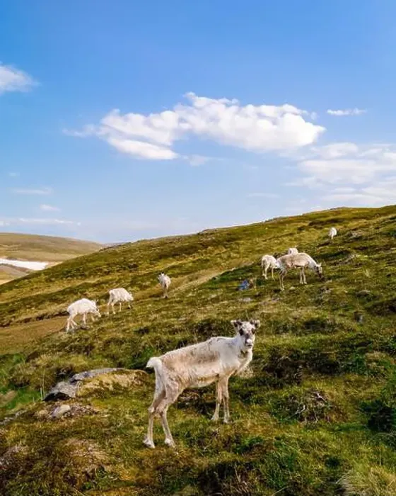 Framed Print : Reindeer Grazing in the Norwegian Highlands, North Cape, Nordkapp, Norway Framed Print : Reindeer Grazing in the Norwegian Highlands, North Cape, Nordkapp, Norway