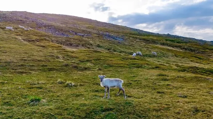 Framed Print : Reindeer Grazing on a Norwegian Hillside, North Cape or Nordkapp, Norway Framed Print : Reindeer Grazing on a Norwegian Hillside, North Cape or Nordkapp, Norway
