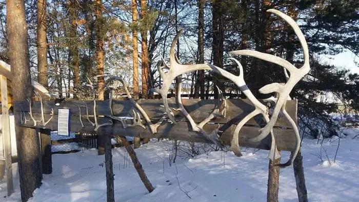 Framed Print : Reindeer horns exposed in a snowy field in northern Sweden