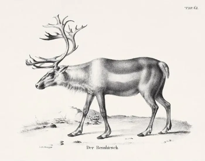 Framed Print : Reindeer Illustration. Zoological Lithography. Natural History Art