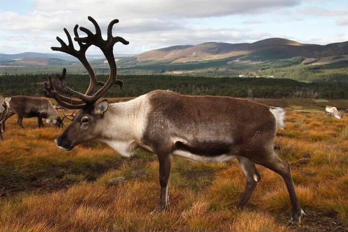 Framed Print : REINDEER (Rangifer tarandus) bull, Scotland, UK Framed Print : REINDEER (Rangifer tarandus) bull, Scotland, UK