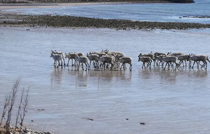 Framed Print : Reindeer (Rangifer tarandus) at low tide on the beach of the Barents Sea, Northern Norway, Lapland, Norway, Scandinavia Framed Print : Reindeer (Rangifer tarandus) at low tide on the beach of the Barents Sea, Northern Norway, Lapland, Norway, Scandinavia