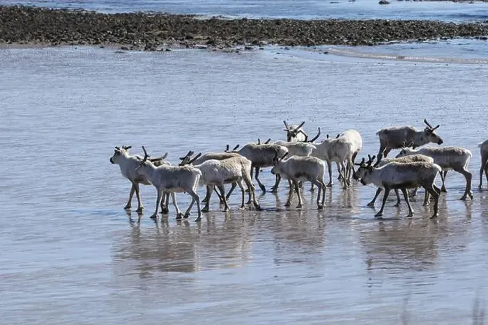 Framed Print : Reindeer (Rangifer tarandus) at low tide on the beach of the Barents Sea, Northern Norway, Lapland, Norway, Scandinavia Framed Print : Reindeer (Rangifer tarandus) at low tide on the beach of the Barents Sea, Northern Norway, Lapland, Norway, Scandinavia