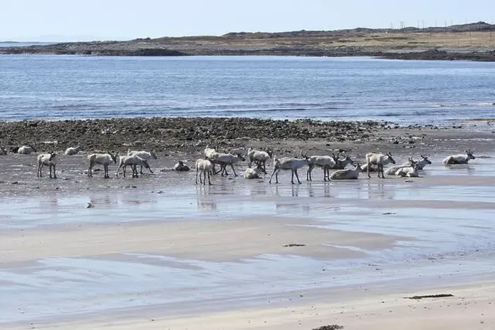 Framed Print : Reindeer (Rangifer tarandus) at low tide on the beach of the Barents Sea, Northern Norway, Lapland, Norway, Scandinavia Framed Print : Reindeer (Rangifer tarandus) at low tide on the beach of the Barents Sea, Northern Norway, Lapland, Norway, Scandinavia