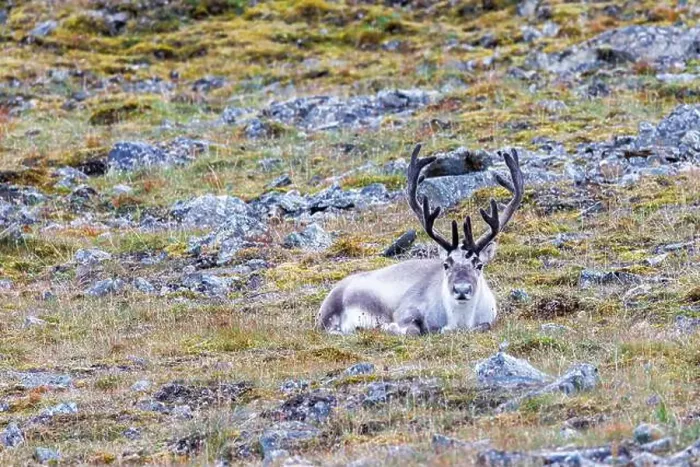 Framed Print : Reindeer, Rangifer tarandus, resting on the tundra of Spitsbergen Framed Print : Reindeer, Rangifer tarandus, resting on the tundra of Spitsbergen