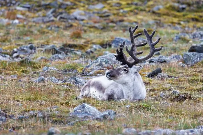 Framed Print : Reindeer, Rangifer tarandus, resting on the tundra of Spitsbergen Framed Print : Reindeer, Rangifer tarandus, resting on the tundra of Spitsbergen