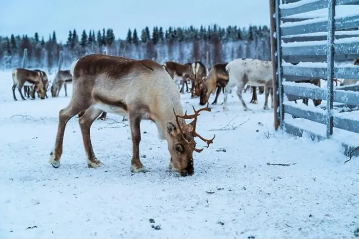 Framed Print : Reindeer in the snow in Finnish Lapland Framed Print : Reindeer in the snow in Finnish Lapland