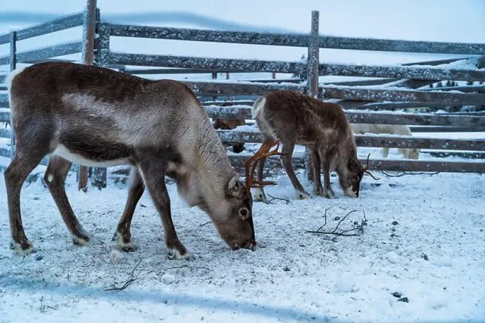 Framed Print : Reindeer in the snow in Finnish Lapland