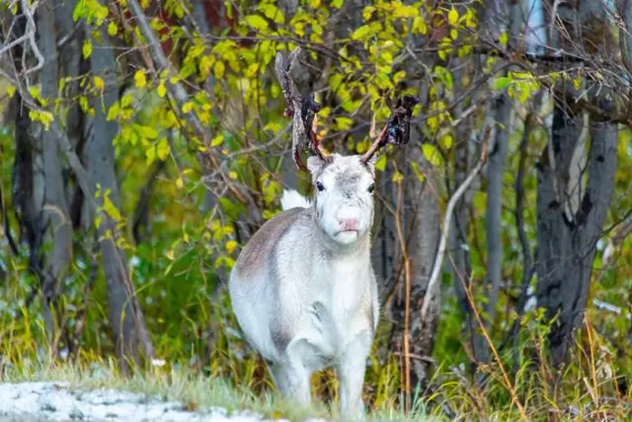 Framed Print : Reindeer in the Wild - Norway