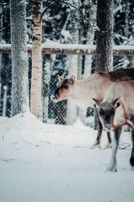 Framed Print : Reindeer in wildlife park in Ranua, Lapland Framed Print : Reindeer in wildlife park in Ranua, Lapland