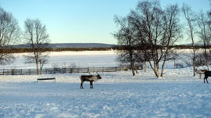 Framed Print : Reindeers rest in the north of Sweden full of snow Framed Print : Reindeers rest in the north of Sweden full of snow