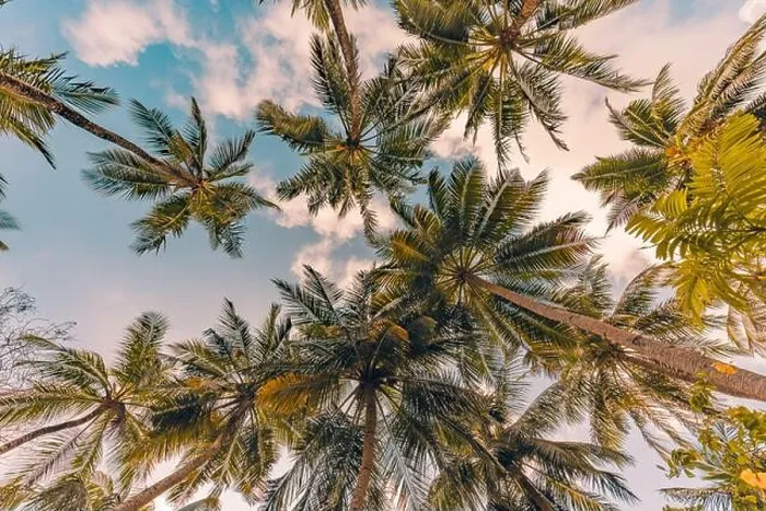 Framed Print : Relaxing sunset on the beach. Palm trees with sky as exotic tropical nature pattern. Natural texture of palm trees leaves on tranquil sunset sky Framed Print : Relaxing sunset on the beach. Palm trees with sky as exotic tropical nature pattern. Natural texture of palm trees leaves on tranquil sunset sky