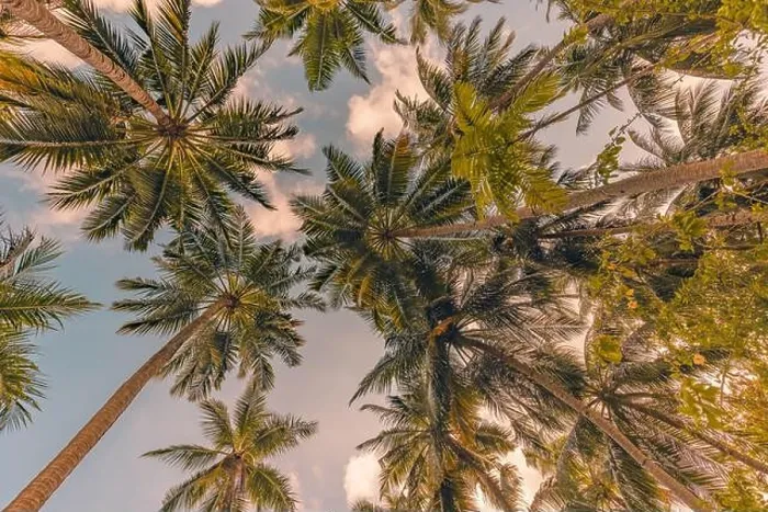 Framed Print : Relaxing sunset on beach. Palm trees with sky as exotic tropical nature pattern. Natural texture of palm trees leaves on sunset sky. Beauty in nature Framed Print : Relaxing sunset on beach. Palm trees with sky as exotic tropical nature pattern. Natural texture of palm trees leaves on sunset sky. Beauty in nature