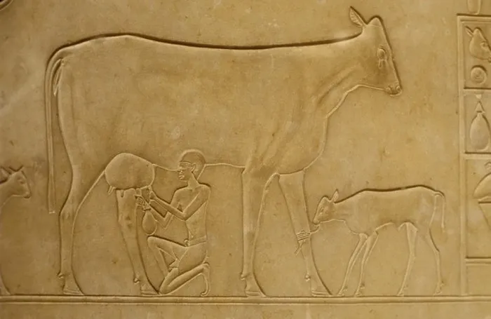 Framed Print : Relief stone carving of man milking cow with calf tethered nearby Egyptian Museum of Antiquities Cairo Egypt Framed Print : Relief stone carving of man milking cow with calf tethered nearby Egyptian Museum of Antiquities Cairo Egypt